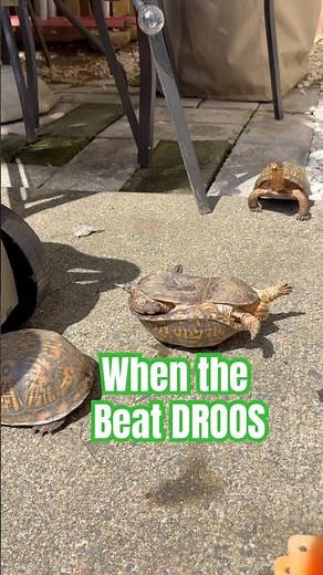 TWO TURTLES Do the Ozuna Dance Challenge 🐢💃 | Te Culie Challenge!