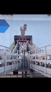 The loading process … 🤠🐑🐑🐑, FULL VESSEL LOAD #sheep #sheepfarming #sheepexport Livestocks Exporters South Africa en rout Shuwaikh Port @SheikThunayan Al-Ghanim . ‼DORPER SHEEP RAMS AND EWES ‼ #availablenow #Ram #ewes #fyp. LIVESTOCK EXPORTERS SOUTH AFRICA,We are number one exporters of BLACK HEAD DORPER SHEEP ( EWES / FEMALES ), a few of our other Live stocks include; 1.cattle, 2.dairy, 3.sheep, 4rabbits, 5.ostrich, 6.Turkey, 7.Boer GoatsAnd a well-developed poultry and egg industry .On all 