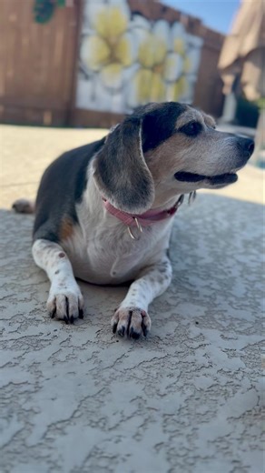 ✨ Abby’s got that magic touch ✨ She’s twitching her little beagle nose like Samantha from Bewitched—and we’re half convinced she’s about to cast a spell for extra treats. Adoptable charm, a signature beagle nose twitch, and the sweetest spirit… Abby really does know how to work her magic. 💛 She’s lost at least 6lbs already and is walking so much better! #houndrescue #beaglelife #adoptablehound #rescuedogsofinstagram #magicnose #bewitched | Hound Rescue