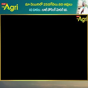 మా డెయిరీలో 250గేదెలు, 160ఆవులు, 40దూడలు.. లూజ్ హౌసింగ్ మోడల్...