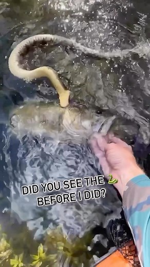 How Often Do Snakes Eat Bass? 🐍🎣 Did you know some snakes are skilled predators of fish, including bass? While it’s not a common meal for all snake species, certain water snakes and larger constrictors occasionally prey on bass, especially when fish venture near shallow waters or vegetation. Snakes typically hunt smaller or juvenile bass, as they’re easier to catch and swallow whole. For avid anglers, understanding the natural predators of bass can offer unique insights into their behavior. Sn