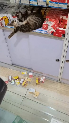 41K views · 790 reactions | The cat chose the medicine cabinet as its sleeping spot - Funny cat videos - Cats | Funny cats | Facebook