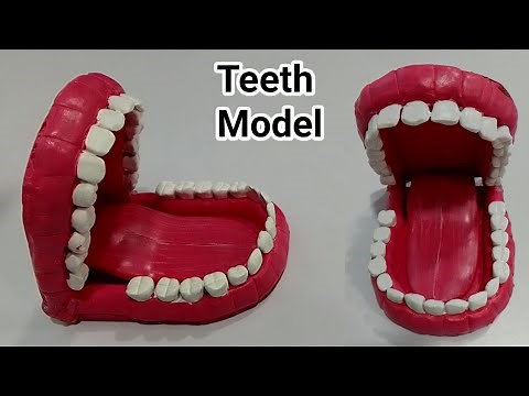 Very Easy Teeth Model Making | Teeth Model Using Clay | Teeth Model Making Using Clay