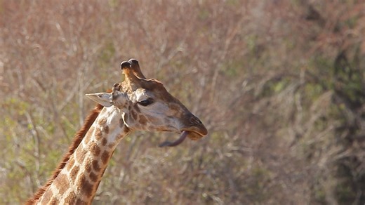 5K views · 84 reactions | Watch this hilarious video of a Giraffe chewing on something and in the process his tongue is out of control! Video taken by our guide Viljoen Jordaan (VJ) while out on game drive for us in the Kruger National Park. | Wild Photo Africa Safaris | Facebook