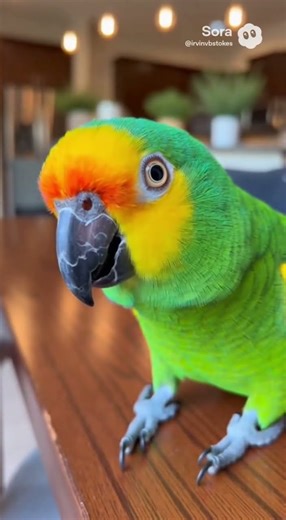 Owner trying to notice her #parrot #viral