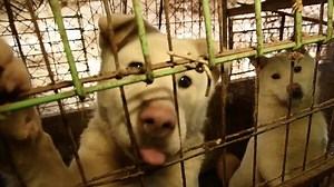 Footage from dog meat farm in Korea