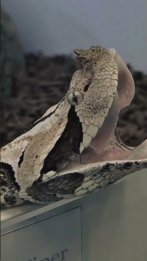 “Gaboon Viper Strike in Slow Motion /Longest Fangs in the World”
