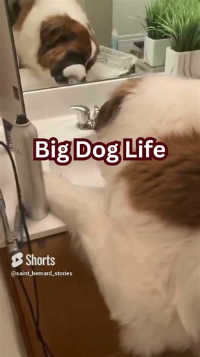 Living With A Big Dog. #shorts