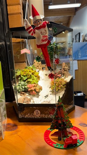 Can you believe it’s Christmas Eve?! 🎄 We are open December 24th from 9am-4pm with 10/10 runs, and closed on December 25th for Christmas Day. Feel free to join us in our Spirit Days today with CHRISTMAS SWEATER DAY!! More spirit days coming next week ⚽️✨🍖👯‍♀️ www.mountpakenham.com | Mount Pakenham