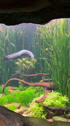 Nefes Pirzada on Instagram: "Gorgeous well kept aquariums here at the Georgia Aquarium!"