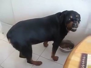 This Dog Sounds Exactly like DMX | EKM.CO