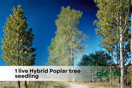 1 Hybrid Poplar Tree Seedling | Fast Growing Shade Tree - Etsy