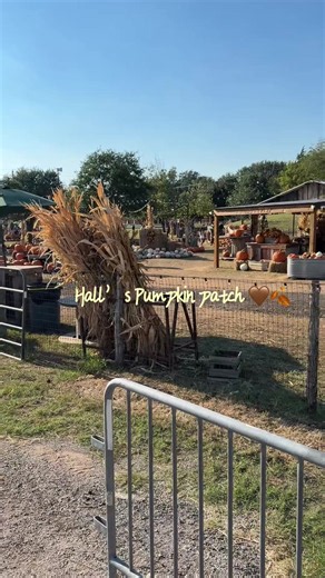 Dallas Pumpkin Patch Guide: Best Fall Pumpkin Patches Near Dallas