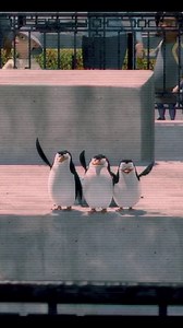 They do more than just dance. 🎥: Madagascar https://www.uphe.com/movies/madagascar | Universal Pictures at Home