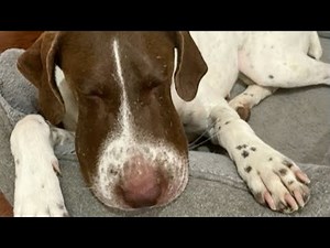 Know what to do if a venomous snake bites your dog