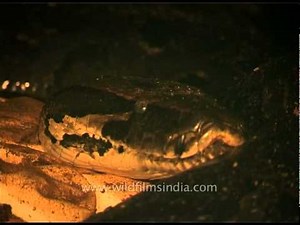 Python laying eggs - Manas National Park