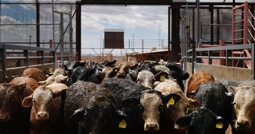 Mexican feeder cattle enter the U.S. at Santa Teresa International Export/Import Livestock Crossing