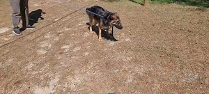 1.3K views · 12 reactions | So you wanna be a dog trainer....the things you dont see i go thru....fun fun | Puddle Duck Labs | Facebook