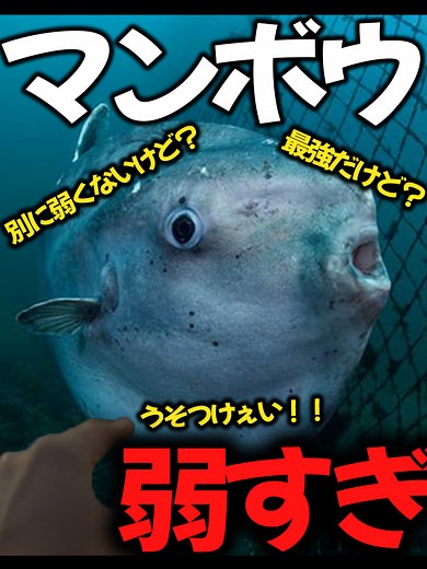 マンボウの史上最弱物語とその生態