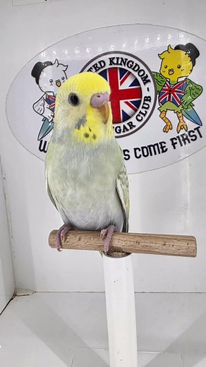Another gorgeous baby from Benji and Fortuna 🥰 | Golden Wings Aviaries