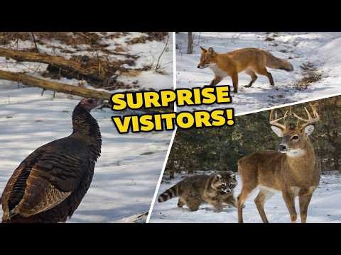 Surprise Wildlife In The Snow Captured On Trail Camera!