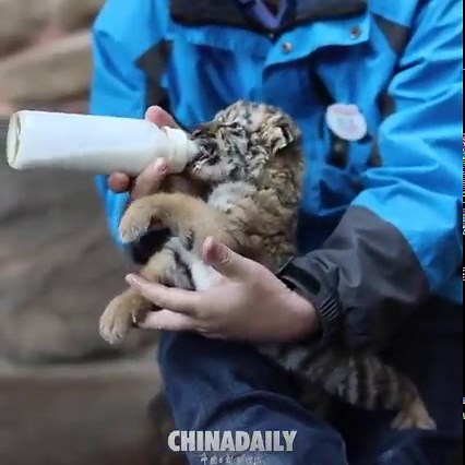 #OneMoment Enjoy a fluffy moment watching the a zoo keeper nurturing a tiger cub born in Shanghai Wildlife Park. | China Daily