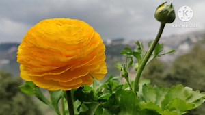 257K views · 5.5K reactions | How To Grow And Care For Ranunculus | Part 14 | HAMRO Phulbari | Facebook