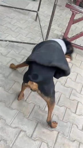 doberman dog coughing problem ‪@globalpetsclinic‬