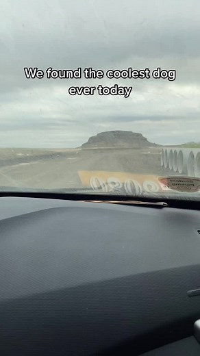 Coolest Dog Ever #fyp #fypシ #viral #WhenWeWereYounger #NeedToKnow #PajamaJam #foryou #foryoupage