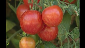 28K views · 1.9K reactions | In my most recent YouTube video I answer a viewer question from Manhatten about growing tomatoes. Plus, a grilled nectarine recipe that is sure to be a homerun! #containergardening #tomato #nectarine Click here to see the complete episode: https://www.youtube.com/watch?v=Q-lpS9NjsJ4 | P. Allen Smith | Facebook