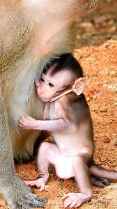 First see newborn baby monkey very lovely and good mommy care | Monkeys Daily