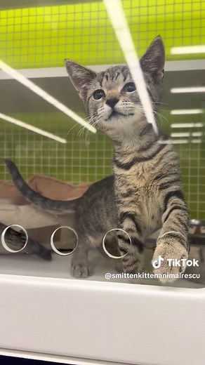 Monica and Janice #smittenkittenanimalrescue #skar #monica #janice #friends #cat #kitten #animalrescue #rescue #adoptdontshop #adoption #adoptme