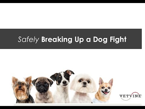 How to Safely Break Up a Dog Fight