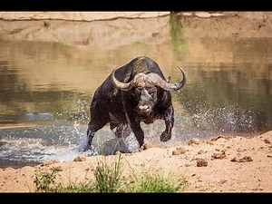 Cape Buffalo Secrets: The Untold Story of Africa’s Most Fearless Beast