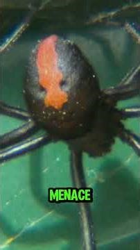 Top 5 deadliest spiders on Earth #facts #lifeisbutadream #extinctanimals