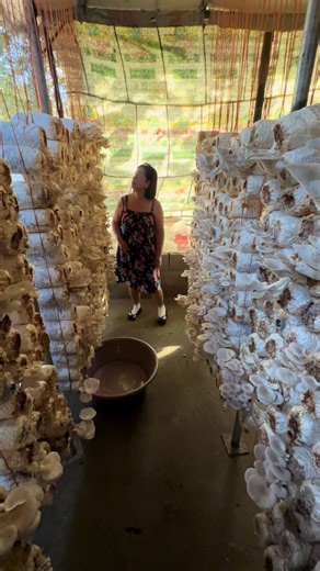 Mushroom Farming Techniques for Small Business Success