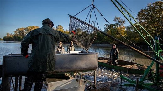 Víkend velkých výlovů. Kapři se budou mrskat v Tovačově i Šumvaldu