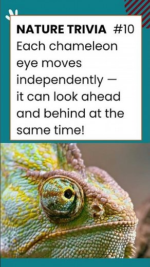 Nature Trivia #10 | Chameleon — The 360° Vision Master!