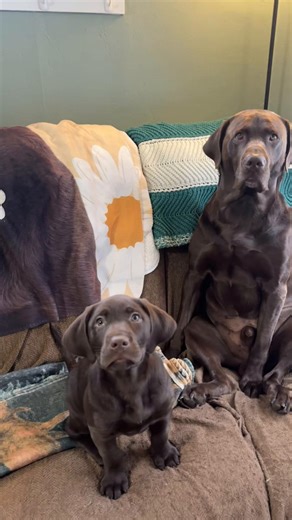 one week of moose & mav 🤍 | dogs video on tiktok