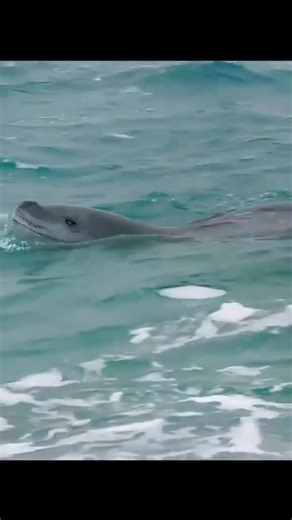 Amazing animals (3) | Pet World