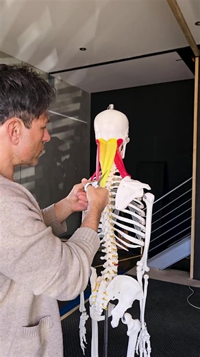 Basic Anatomy 101 - the levator scapulae I show you how to massage this muscle all the time. There's a major knot found in this muscle that never goes away. All muscles are important but this one is special and plays an important role for shoulder health. When tight its a common cause of headaches. | Melt: Massage for Couples