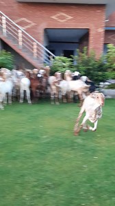 Bakra qurbani 2023 | Bakra Eid in Pakistan