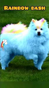 My Little Pony Dog