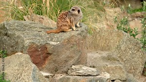 A meerkat (Suricata suricatta) sits on a rock keeping an eye out for danger. Edinburgh Zoo, Scotland.