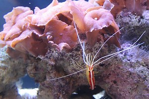 Marine Shrimp for the Saltwater or Reef Tank - RateMyFishTank.com