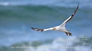 1.5K views · 55 reactions | Go behind-the-scenes to see how Edin Whitehead uses the new NIKKOR Z 800mm f/6.3 VR S, our lightest and easiest-to-carry 800mm super-telephoto lens yet. Leave the tripod at home and get every detail. Explore more: https://bit.ly/3v1NVPz | Nikon | Facebook