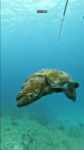 Underwater Spearfishing Battle with Black Grouper #fishing #spearfishing