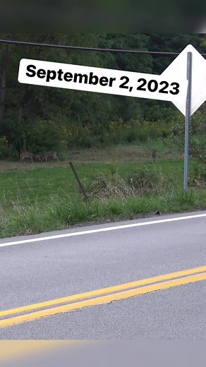 Bucks Already Sparring! Dad saw these bucks sparring back on September 2nd! How early have you seen bucks spar? #huntingseason #hunting #huntgram #deers #deerhunting #whitetaildeer #deercamp #hunters #outdoors #Hunter #bucks #buck #ohio #huntinglife #deerseason #deer #deerseason2022 | Hunting On The Edge