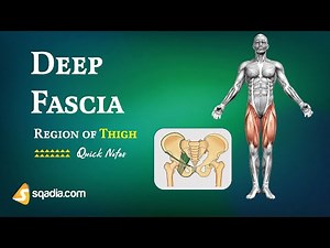 Lower Limb: Region of Thigh | Deep Fascia | Medical Student Tips and Mnemonics