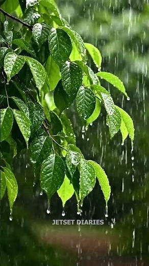 🌧️ Rainforest Rain Sounds, Relaxing Forest Ambience for Sleep & Meditation